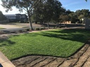 Lawn Solutions - DNA Certified Sir Walter Buffalo per m2