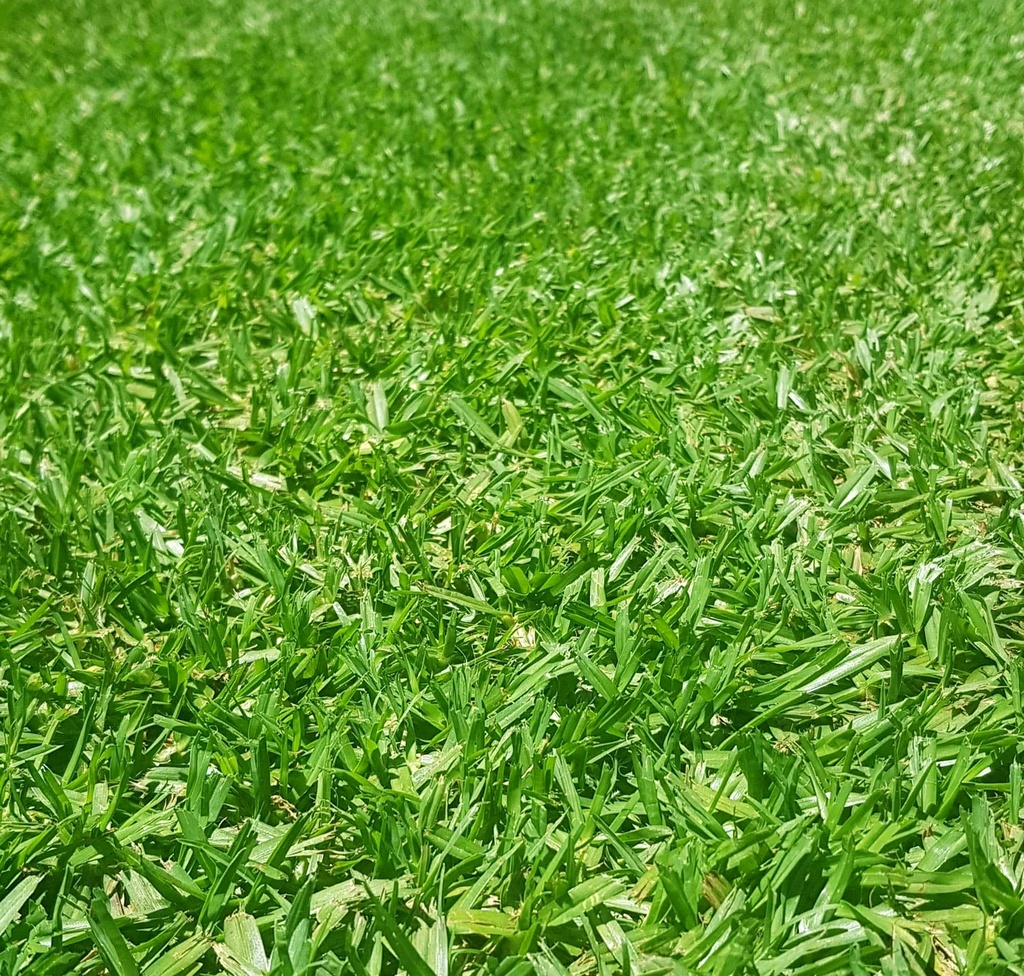 Lawn Solutions - Eureka Kikuyu per m2
